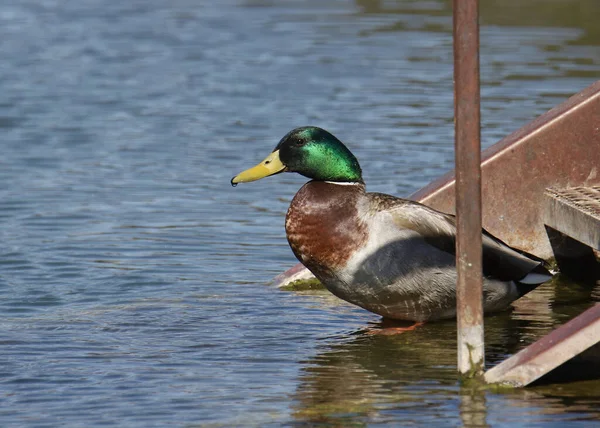 Mallard Duck Male Anas Platyrhynchos Getting Ready Swim — Stock Photo, Image