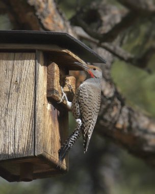 Northern Flicker (Red-shafted, male) (colaptus auratus) bir kuş yuvasının açılışına tünedi.