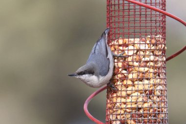 Pigme Nuthatch (sitta pygmaea) bir tohum besleyicisine tutunuyor