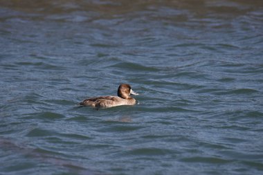 Gölde yüzen küçük yarasalar (aythya affinis)