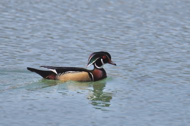 Wood Duck (erkek) (aix sponsa) bir gölde yüzüyor