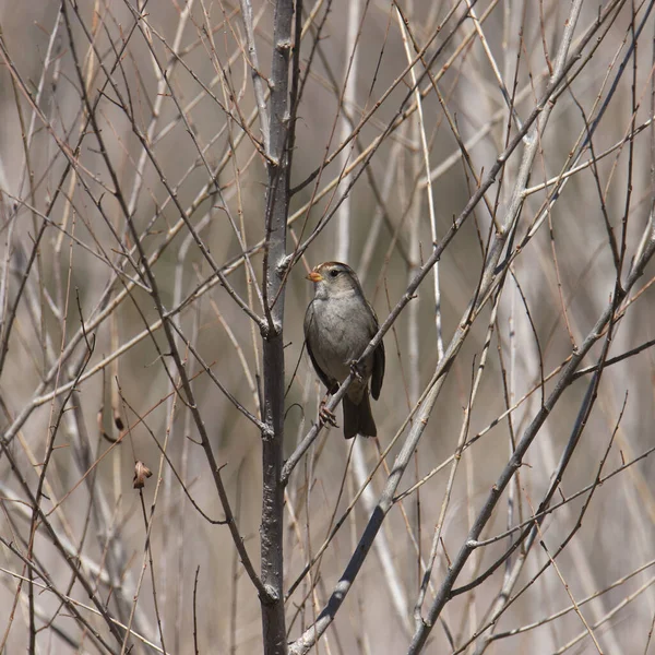Sparrow Bermahkota Putih Musim Dingin Pertama Zonotrichia Leucophrys Bertengger Pohon — Stok Foto