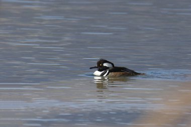 Kukuletalı Merganser (erkek) (Lophoditler guguklu gölde yüzer)