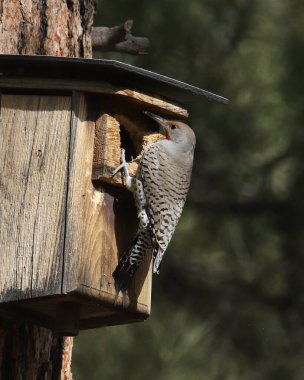 Northern Flicker (Red-shafted, male) (colaptus auratus) bir kuş yuvasının açılışına tünedi.