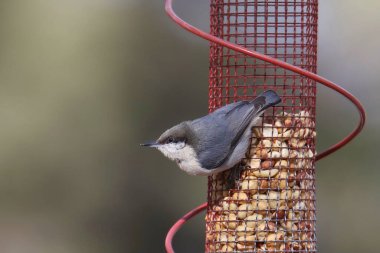 Pigme Nuthatch (sitta pygmaea) bir tohum besleyicisinden yiyor