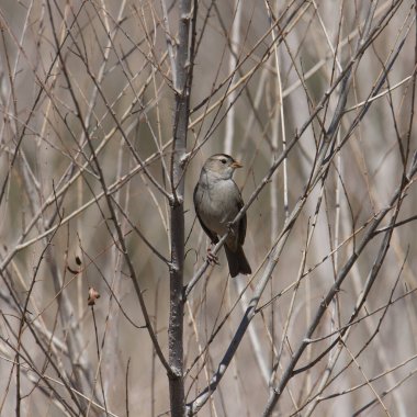 Beyaz taçlı serçe (ilk kış) (zonotrichia leucophrys) yapraksız bir çalıya tünedi.