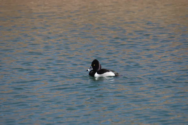 Ring Necked Duck Male Aythya Collaris Swimming Pond — Stock Photo, Image