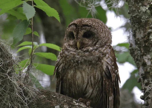 Closeup Barred Owl Strix Varia — Stock Photo, Image