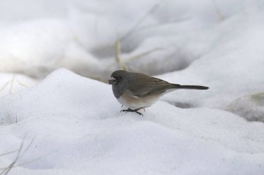 Koyu renk gözlü Junco (Pembe kenarlı) (Karda yiyecek arayan junco hyemalis)