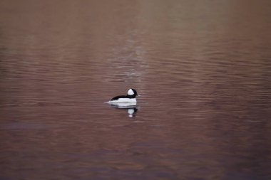 Bufflehead (erkek) (bucephala albeola) güzel kırmızı-mor suda
