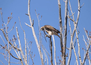 Kırmızı kuyruklu Şahin (buteo jamaicensis) yapraksız bir ağacın tepesinden aşağıya bakıyor.