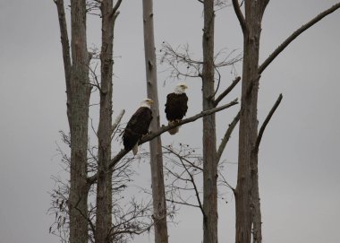 Selvi ağacına tünemiş iki kel kartal (haliaeetus leucocephalus))