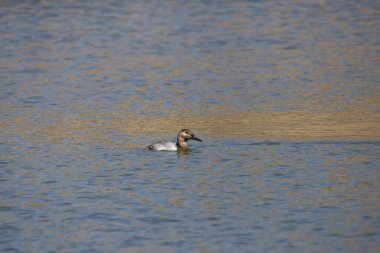 Canvasback Duck (dişi) (aythya valisineria) bir gölde yüzüyor