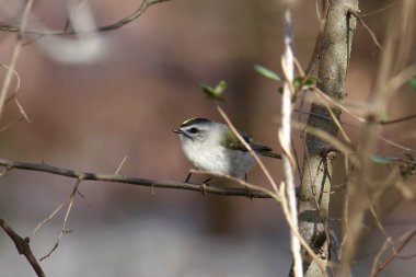 Altın taçlı Kinglet (Regulus satrapa) bir çalılığa tünedi.