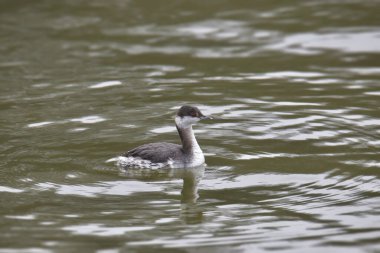 Boynuzlu Yunus (kış renkleri) (Podiceps auritus) bir gölde yüzüyor