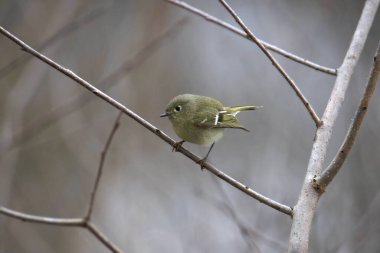 Yakut kaplama Kinglet (Regulus calendula) yakut tacı ile ancak belli eder