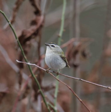 Altın kaplama Kinglet (Regulus satrapa) tüneğinden yukarı bakıyor