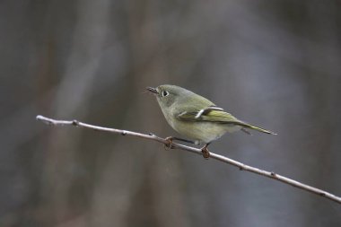 Yakut kaplama Kinglet (Regulus calendula) küçük bir dala tünedi