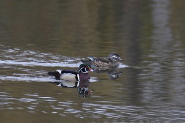Bir çift Wood Duck (aix sponsa))