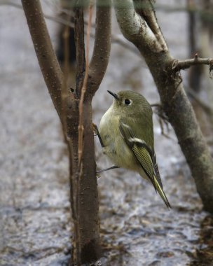 Yakut kaplama Kinglet (Regulus calendula) çalılığın dibine tünedi.