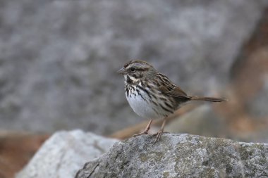 Song Sparrow (melospiza melodisi) büyük bir kayaya tünedi.