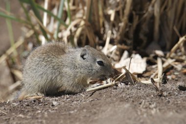 Belding 'in yer sincabı (juvenile) (urocitellus beldingi) bazı uzun otların yakınında arama yapıyor.