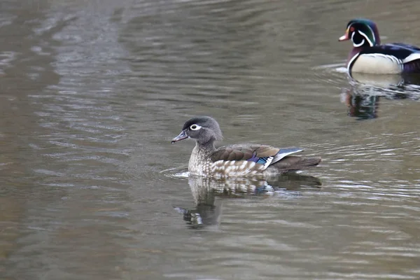 Wood Duck (female) (aix sponsa) swimming in a pond (male Wood Duck in the background)