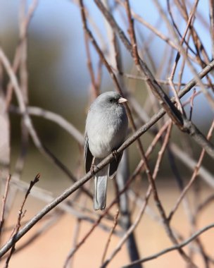 Kara gözlü Junco (Slate-color) (Junco hyemalis) yapraksız bir çalıya tünedi.