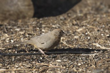 Abert 'in Towhee' si (melozone aberti) yerde arama yapıyor.