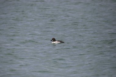Genel Goldeneye (ilk kış) (bucephala clurla) büyük bir gölde çok küçük görünüyor