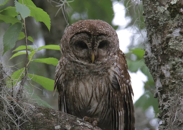 Barred Owl Strix Varia Looking Big Tree — Stock Photo, Image