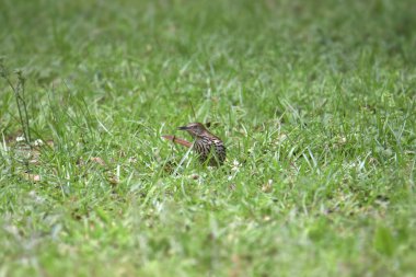 Kahverengi Thrasher (toksoma rufum) bazı çimenlerde yiyecek arıyor