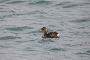 Pied-bill Grebe (podilymbus podiceps) bir gölde yüzüyor