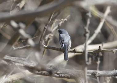 Blue-gray Gnatcatcher (polioptila caerulea) perched in a tangle of branches