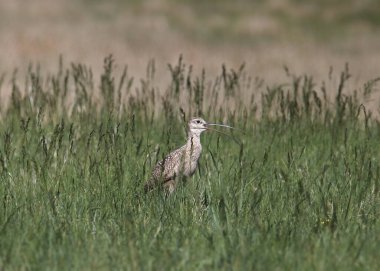 Long-billed Curlew (numenius americanus) calling out from it's perched in some tall grass