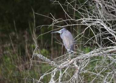 Tricolored Heron (egretta tricolor) perched in a leafless tree