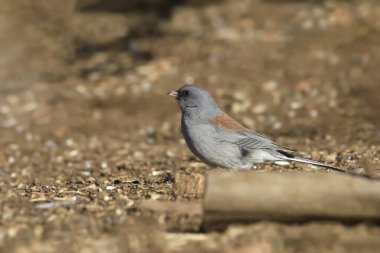 Dark-eyed Junco (Gray-headed) (junco hyemalis) foraging on bare ground