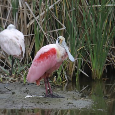 Roseate Spoonbill (platalea ajaja) standing at edge of a marsh
