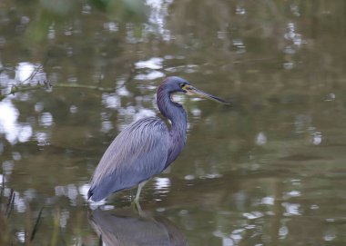 Sığ suda duran üç renkli balıkçıl (egretta üç renkli)