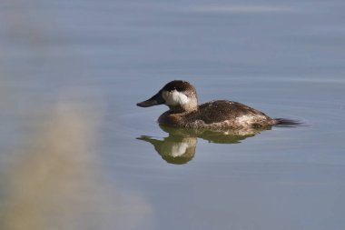 Ruddy Duck (nonbreeding male) (oxyura jamaicensis) swimming in a pond