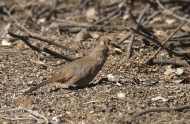 Abert 'in Towhee' si (melozone aberti) yerde arama yapıyor.