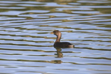 Pied-billed Grebe (podilymbus podiceps) swimming in a pond with lots of ripples