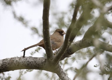 Abert's Towhee (melozone aberti) perched on a tree clipart