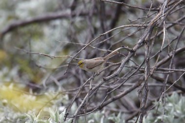 Verdin (auriparus flaviceps) perched in a tangle of branches