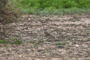 Bell 'in Serçesi (artemisiospiza belli) yerde arama yapıyor