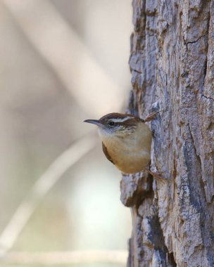 Carolina Wren (thryothorus ludovicianus) clinging to the trunk of big tree