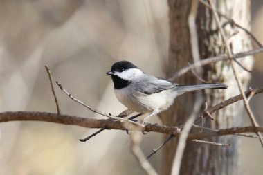 Carolina chickadee (Poecile carolinensis) bir dala tünedi