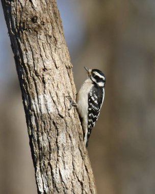Downy Woodpecker (female) (dryobates pubescens) perched on the trunk of a small tree