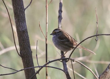 Beyaz - boğazlı bir dal üzerinde tünemiş serçe (zonotrichia albicollis)