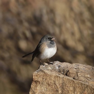 Koyu renk gözlü Junco (Pembe kenarlı) (Junco hyemalis) büyük bir kayanın üzerine tünemiş)